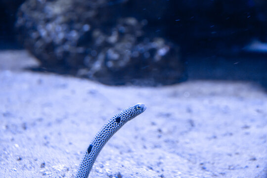 garden eels close-up view in ocean