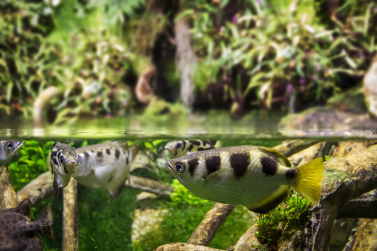 Banded archerfish close-up view in mangrove water