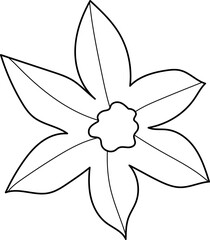 forest fern eucalyptus art foliage natural
leaves herbs inline style. Decorative beauty, elegant illustration