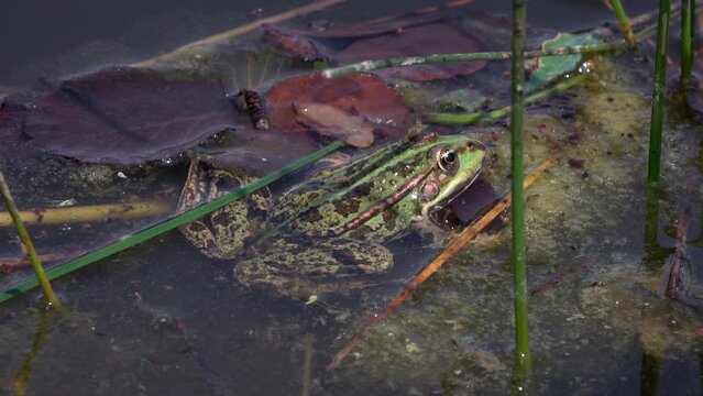 Frosch an einen Teich