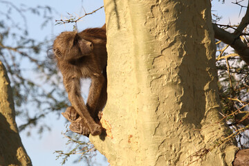 Bärenpavian / Chacma baboon / Papio ursinus