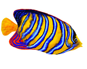 Watercolor of tropical fishes , colorful fishes in the ocean with transparent background