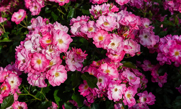 Bushes of beautiful musk-pink roses in the garden on a sunny summer day .Mozart roses