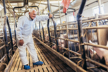 Senior veterinarian is standing at the pig farm and checking on the pig's health