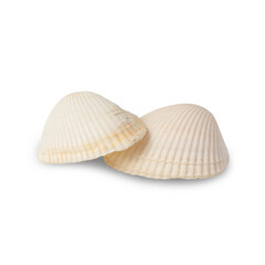 Seashell cutout, Png file.