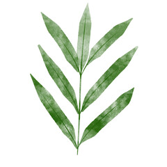 leaf in watercolor