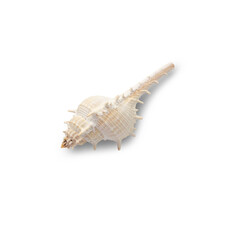 Seashell cutout, Png file.