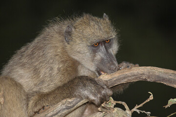 Bärenpavian / Chacma baboon / Papio ursinus...