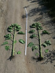 agriculture