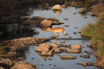 Schwarzfersenantilope / Impala / Aepyceros melampus