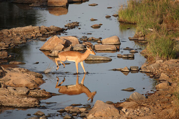 Schwarzfersenantilope / Impala / Aepyceros melampus