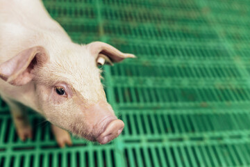 Small piglet in the farm. Pig indoor waiting feed. swine in the stall. © Mediteraneo