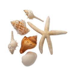Seashell cutout, Png file. - obrazy, fototapety, plakaty