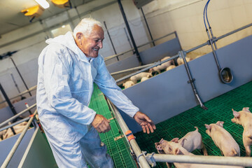 Senior veterinarian is standing at the pig farm and checking on the pig's health
