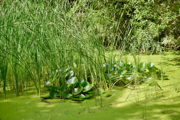Un marais avec des lentilles d'eau et des nénuphars verts