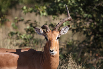 Schwarzfersenantilope / Impala / Aepyceros melampus