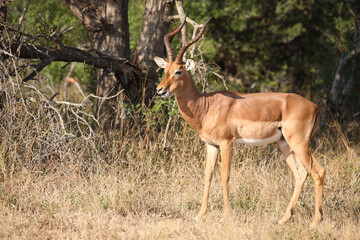 Schwarzfersenantilope / Impala / Aepyceros melampus
