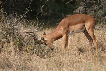 Schwarzfersenantilope / Impala / Aepyceros melampus