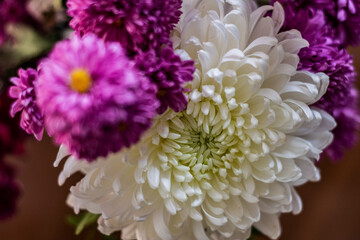 White Fresh Flowers Crisanthemum Close Up. Copy space for text. High resolution beautiful flowers bouquet. 