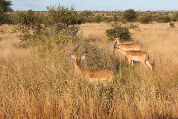 Schwarzfersenantilope / Impala / Aepyceros melampus