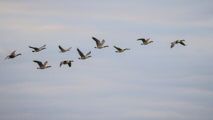 canadian geese flying in formation