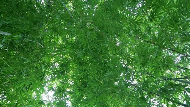 Bamboo Wind Slow Motion 06