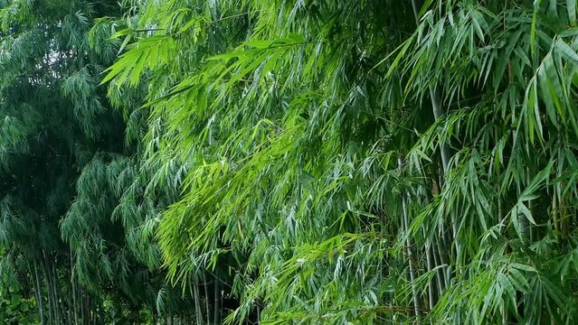 Bamboo Wind Slow Motion 12