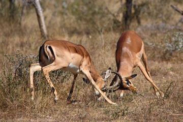 Schwarzfersenantilope / Impala / Aepyceros melampus