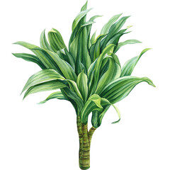 Dracaena fragrant, tropical plants on isolated white background, Watercolor illustration