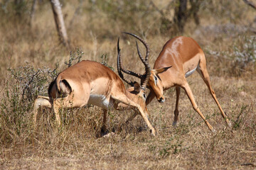 Schwarzfersenantilope / Impala / Aepyceros melampus