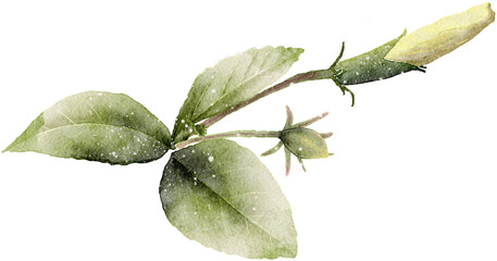 Flower watercolor transparency illustration for decoration.