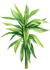 Dracaena, tropical plants on isolated white background, Watercolor illustration
