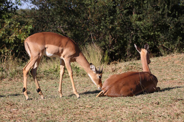 Schwarzfersenantilope / Impala / Aepyceros melampus.