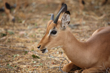 Schwarzfersenantilope / Impala / Aepyceros melampus.