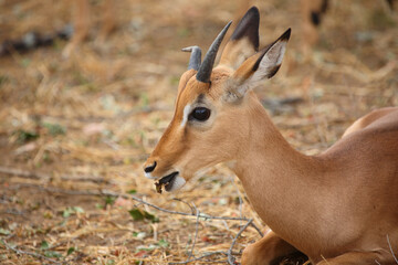 Schwarzfersenantilope / Impala / Aepyceros melampus.