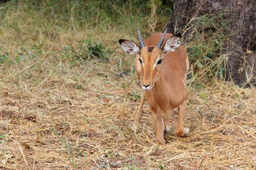 Schwarzfersenantilope / Impala / Aepyceros melampus.
