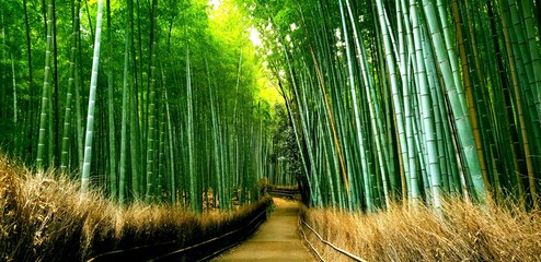 Naklejka premium Arashiyama Bamboo Forest Kyoto Japan