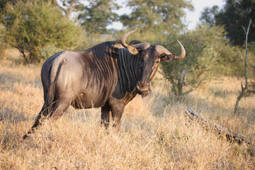 Fototapeta premium Streifengnu / Blue wildebeest / Connochaetes taurinus