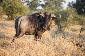 Obraz premium Streifengnu / Blue wildebeest / Connochaetes taurinus