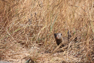 Südliche Zwergmanguste / Dwarf mongoose / Helogale parvula