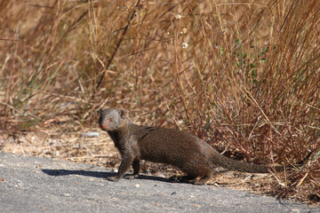 Südliche Zwergmanguste / Dwarf mongoose / Helogale parvula
