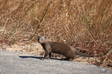 Südliche Zwergmanguste / Dwarf mongoose / Helogale parvula