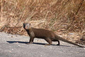 Südliche Zwergmanguste / Dwarf mongoose / Helogale parvula