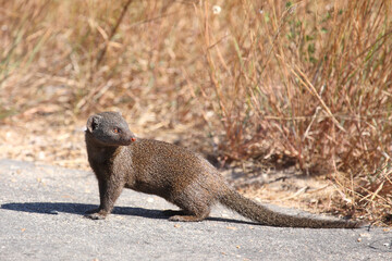 Südliche Zwergmanguste / Dwarf mongoose / Helogale parvula