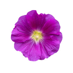 Purple summer flower on a white background.
