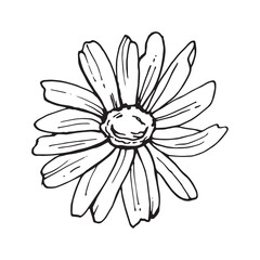 Doodle hand-drawn Chamomile flower. Black on white. Flower decoration. Vector illustration