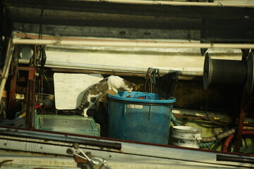 A cat exploring a fishing boat at Okishima island
