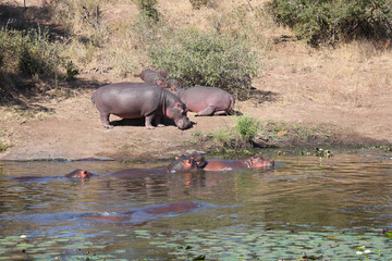 Flußpferd im Sweni River / Hippopotamus in Sweni River / Hippopotamus amphibius