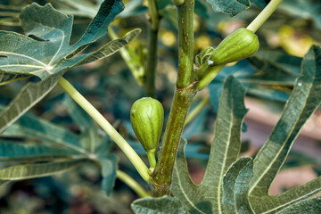 Young green figs on the tree. - 522687478
