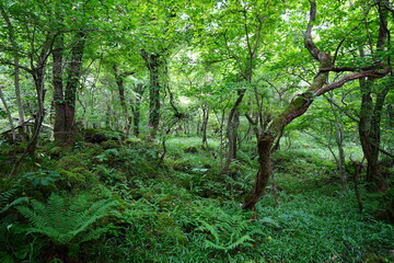 Obraz premium mossy trees and rocks in wild forest